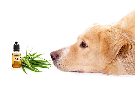 CBD - DOG'S BEST FRIEND 